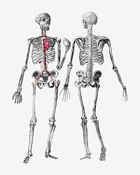 Human skeletons, front and back view clipart psd. Remixed by rawpixel.