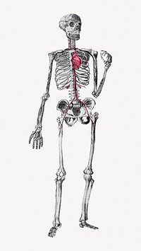 Human skeleton illustration. Remixed by rawpixel.