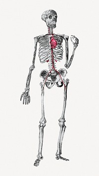 Human skeleton clipart psd. Remixed by rawpixel.