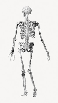 Human skeleton rear view illustration. Remixed by rawpixel.