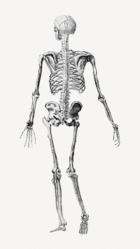 Human skeleton rear view clipart psd. Remixed by rawpixel.