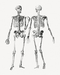 Human skeletons, front and back view clipart psd. Remixed by rawpixel.