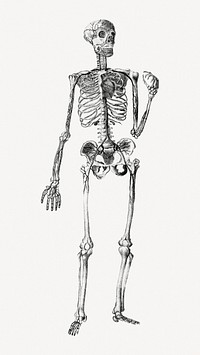 Human skeleton clipart psd. Remixed by rawpixel.