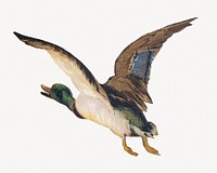 Flying goose, vintage animal illustration.   Remastered by rawpixel