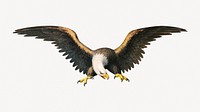 American eagle, vintage bird illustration.   Remastered by rawpixel