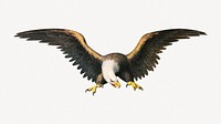 American eagle, vintage bird collage element psd.   Remastered by rawpixel