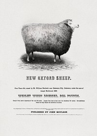 New Oxford Sheep (1853) by John Moulson. Original public domain image from the Library of Congress. Digitally enhanced by rawpixel.