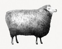 New Oxford Sheep, farm animal collage element psd.   Remastered by rawpixel