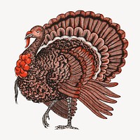 Molten's turkey, vintage animal illustration.  Remastered by rawpixel