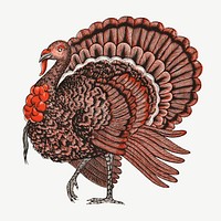 Molten's turkey, vintage animal collage element psd.  Remastered by rawpixel