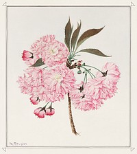 Kokichi Tsunoi's Kwan-san (1921) vintage flower illustration. Original public domain image from the Library of Congress. Digitally enhanced by rawpixel.