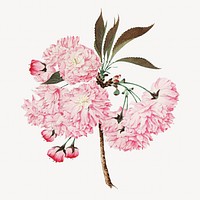 Kokichi Tsunoi's pink flower illustration.  Remastered by rawpixel