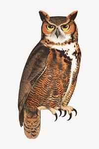 Great horned owl illustration.   Remastered by rawpixel