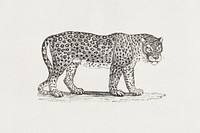 Thomas Bewick's Leopard (1790). Original public domain image from The Minneapolis Institute of Art. Digitally enhanced by rawpixel.