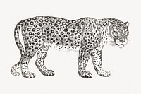 Thomas Bewick's leopard, animal illustration.    Remastered by rawpixel