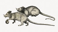 Two Mice, animal illustration.    Remastered by rawpixel