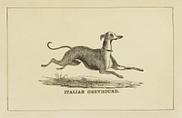 Italian Greyhound dog, vintage animal illustration. Original public domain image from the Library of Congress. Digitally enhanced by rawpixel.