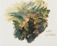 A Study of Ferns, Civitella (1842) by Edward Lear. Original public domain image from the Yale University Art Gallery. Digitally enhanced by rawpixel.