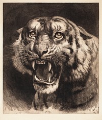 Tiger's head (1891) by Herbert Dicksee. Original public domain image from Museum of New Zealand Te Papa Tongarewa. Digitally enhanced by rawpixel.