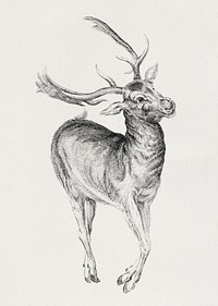 Wenceslaus Hollar's Stag (1625&ndash;1677). Original public domain image from The MET Museum. Digitally enhanced by rawpixel.