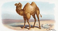 Camel, from the Quadrupeds series N21 for Allen & Ginter Cigarettes (1890) by Allen & Ginter. Original public domain image from The MET Museum. Digitally enhanced by rawpixel.