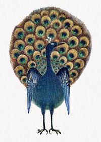 Vintage peacock, bird illustration.    Remastered by rawpixel