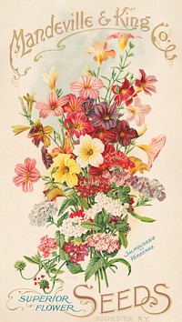 Mandeville & King Co., superior flower seeds, salpiglossis and verbenas (1905) by Rochester. Original public domain image from the Library of Congress. Digitally enhanced by rawpixel.