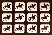 The Amble: One Stride in Eleven Phases (1881) by Eadweard Muybridge. Original public domain image from The Los Angeles County Museum of Art. Digitally enhanced by rawpixel.