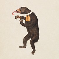 A Sun–Bear painting (1756–1822) by James Sowerby. Original public domain image from the Yale University Art Gallery. Digitally enhanced by rawpixel.