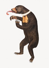 James Sowerby's Sun-Bear painting.   Remastered by rawpixel