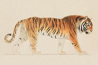 A Tiger, Full-Length, in Profile, Walking Towards Right (1755–1834) by Thomas Stothard. Original public domain image from the Yale University Art Gallery. Digitally enhanced by rawpixel.