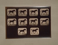 Horses. Trotting (ca.1881) photography in high resolution by Eadweard Muybridge. 