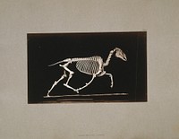 Skeleton of horse. Trotting. Leaving the ground (ca1881) photography in high resolution by Eadweard Muybridge. 