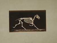 Skeleton of horse. Trotting. Nearing the ground (ca.1881) photography in high resolution by Eadweard Muybridge. 