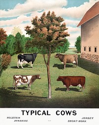 Typical cows (1904) vintage poster. Original public domain image from the Library of Congress. Digitally enhanced by rawpixel.