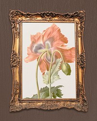 Poppy flower illustration, vintage frame