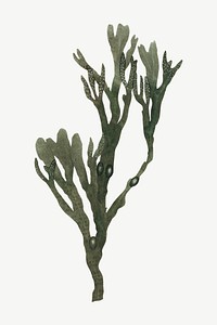 Seaweed branch, botanical collage element psd