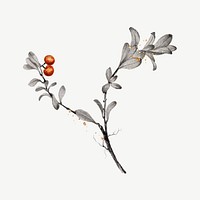 Winter leaf branch botanical collage element psd