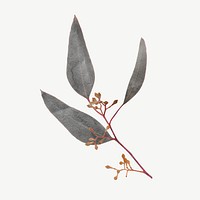 Autumn leaf branch botanical collage element psd