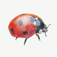 Cute ladybug, insect  collage element psd