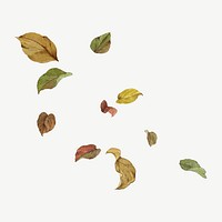 Falling Autumn leaves botanical collage element psd