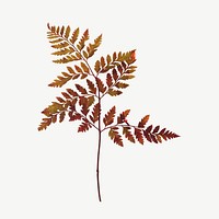 Autumn leaf branch botanical collage element psd