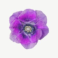 Anemone flower clipart psd