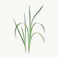 Spring onion grass, botanical collage element psd
