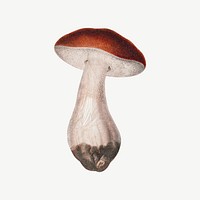 Wild mushroom, botanical collage element psd