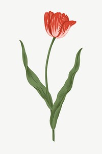 Red tulip, flower doodle clipart psd