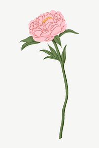 Pink peony flower clipart psd