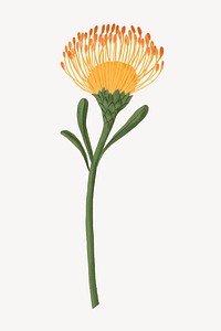 Pincushion flower, botanical illustration