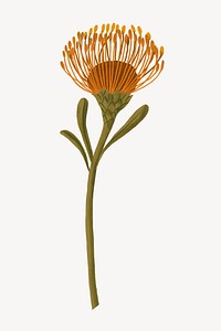 Pincushion flower, botanical illustration