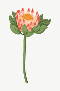 King protea, flower doodle clipart psd
